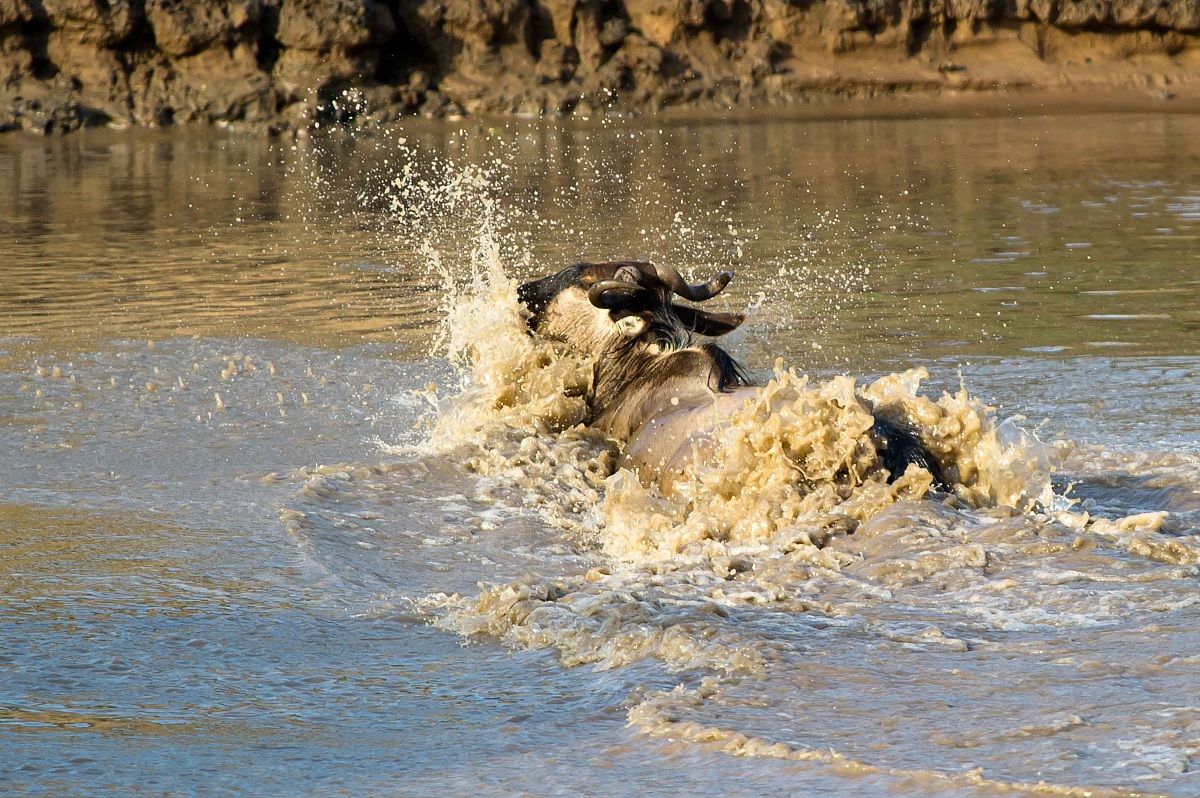 Crossing solitario 4