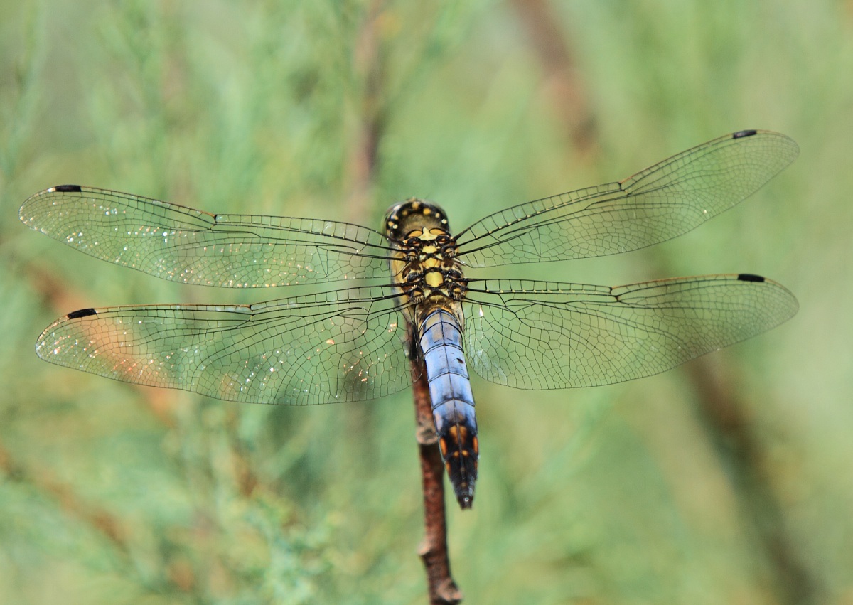 Libellula