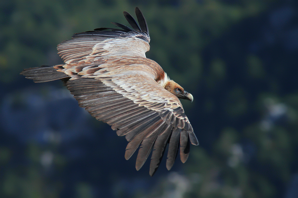 Volando sulle Gorges.......