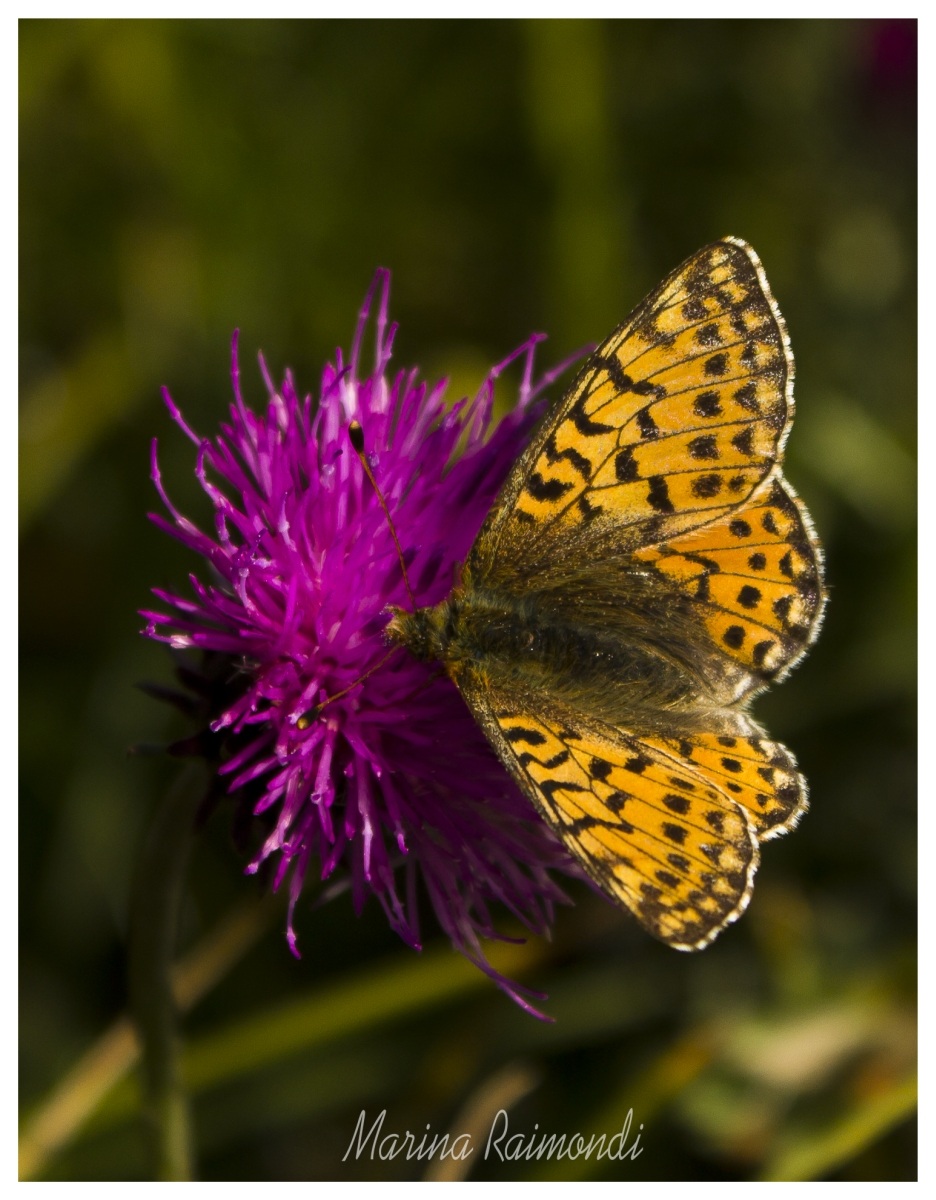argynnis adippe