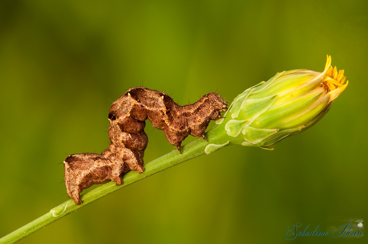 Acontia lucida (Hufnagel, 1767) - Noctuidae