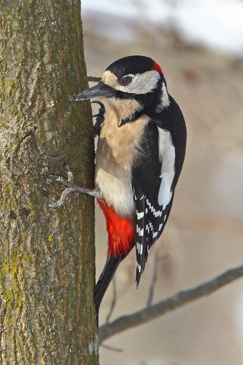 Picchio rosso maggiore