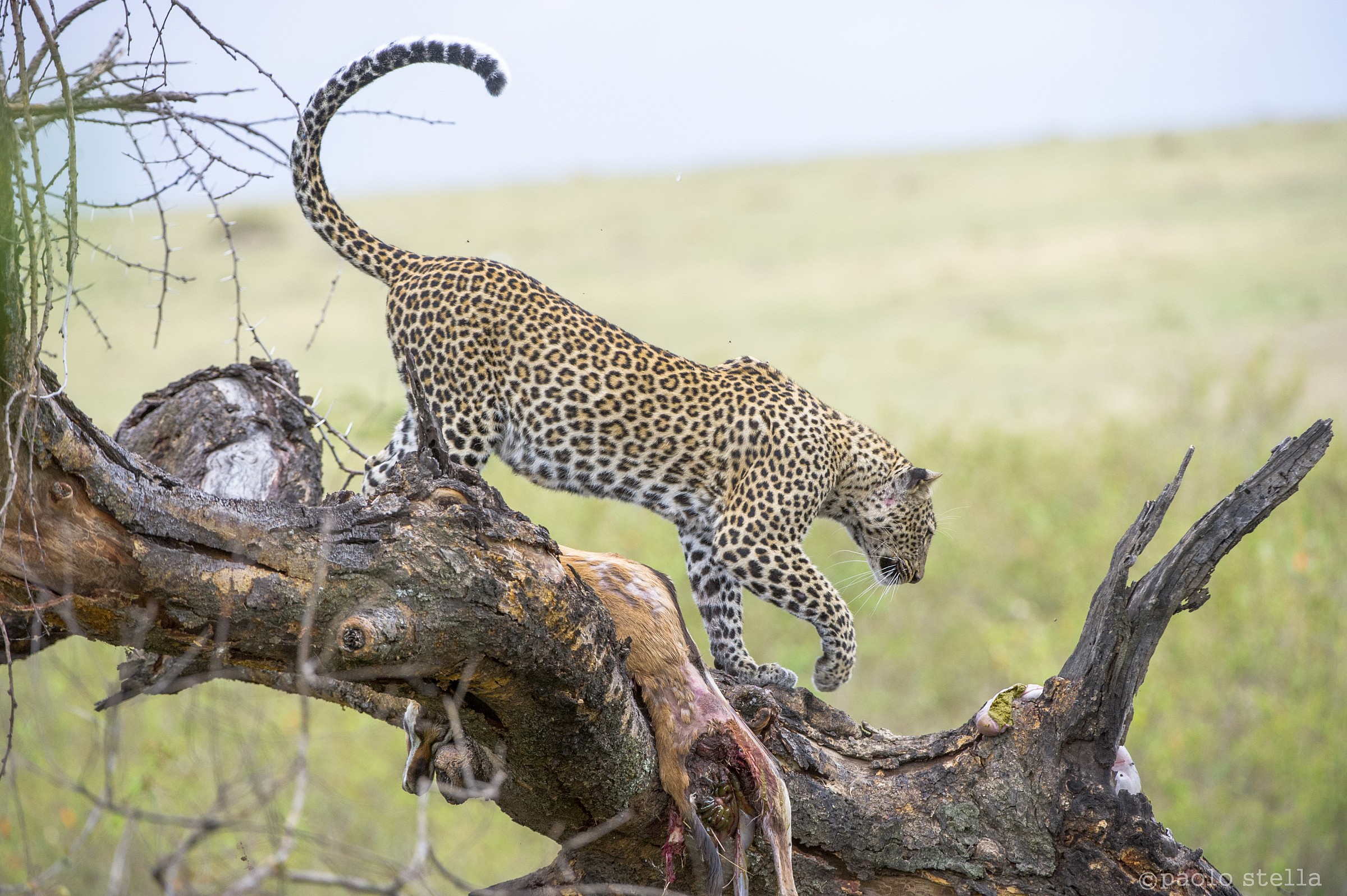 female on a tree with the kill - 5