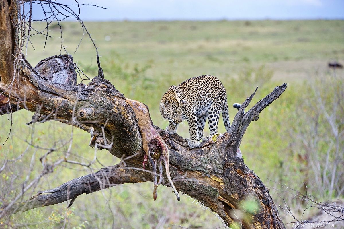 female on a tree with the kill - 3
