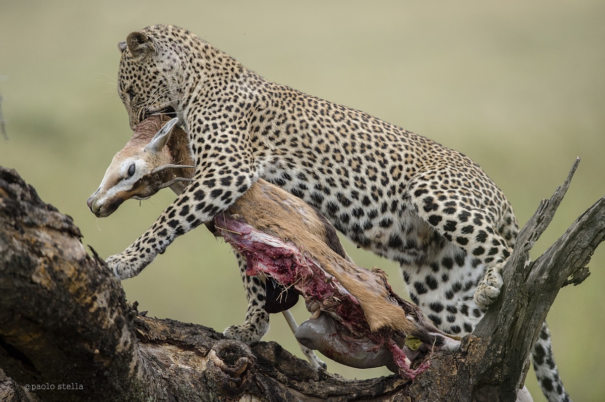 female on a tree with the kill - 1