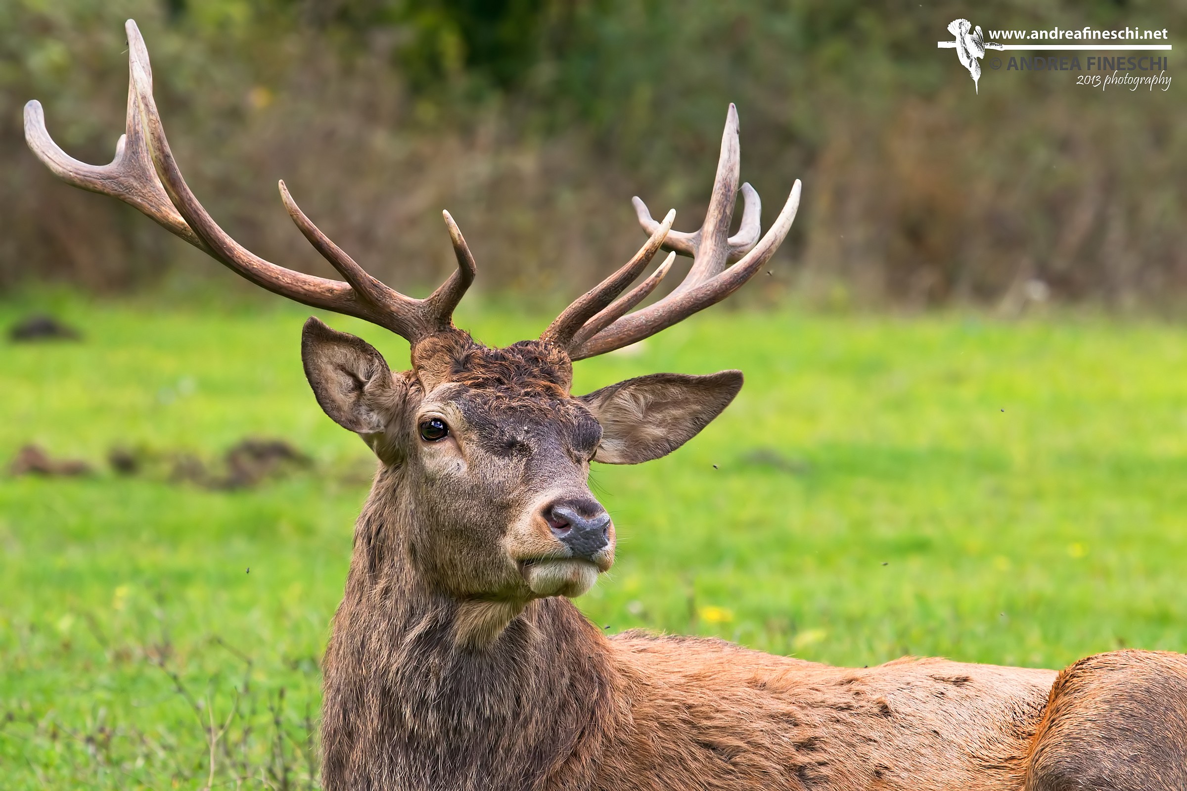 Elder Red Deer