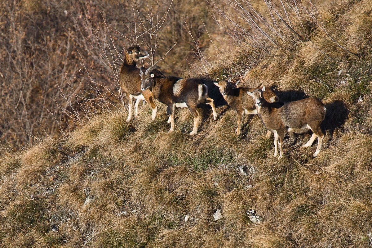 Femmina adulta con subadulti...