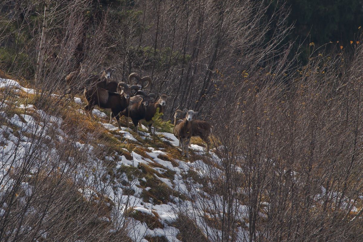 Branco di mufloni con ariete...