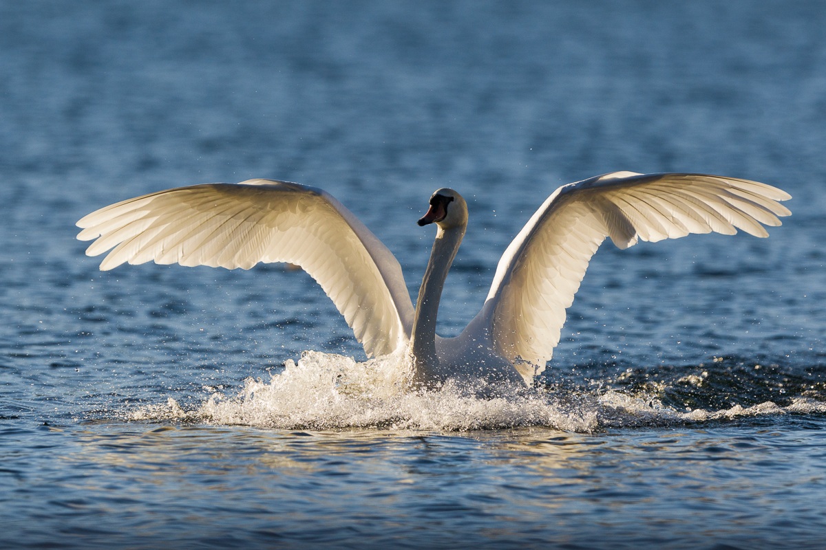Cigno reale in atterraggio...
