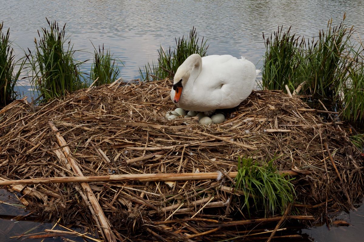 Uno sguardo alle uova...