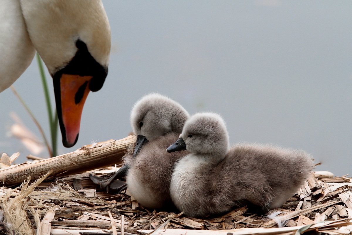 Un tenero sguardo alla novella prole...