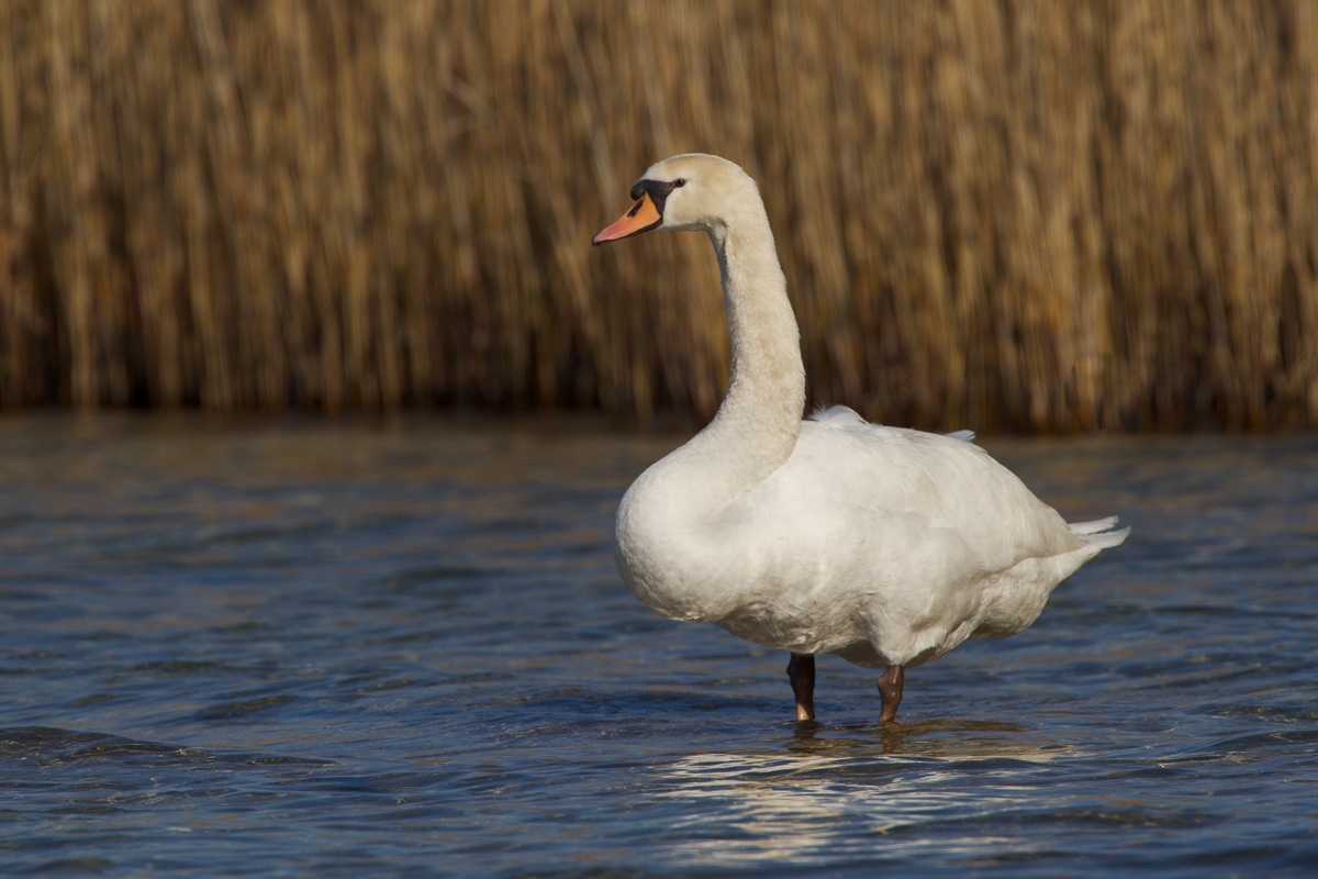 Mute Swan ...