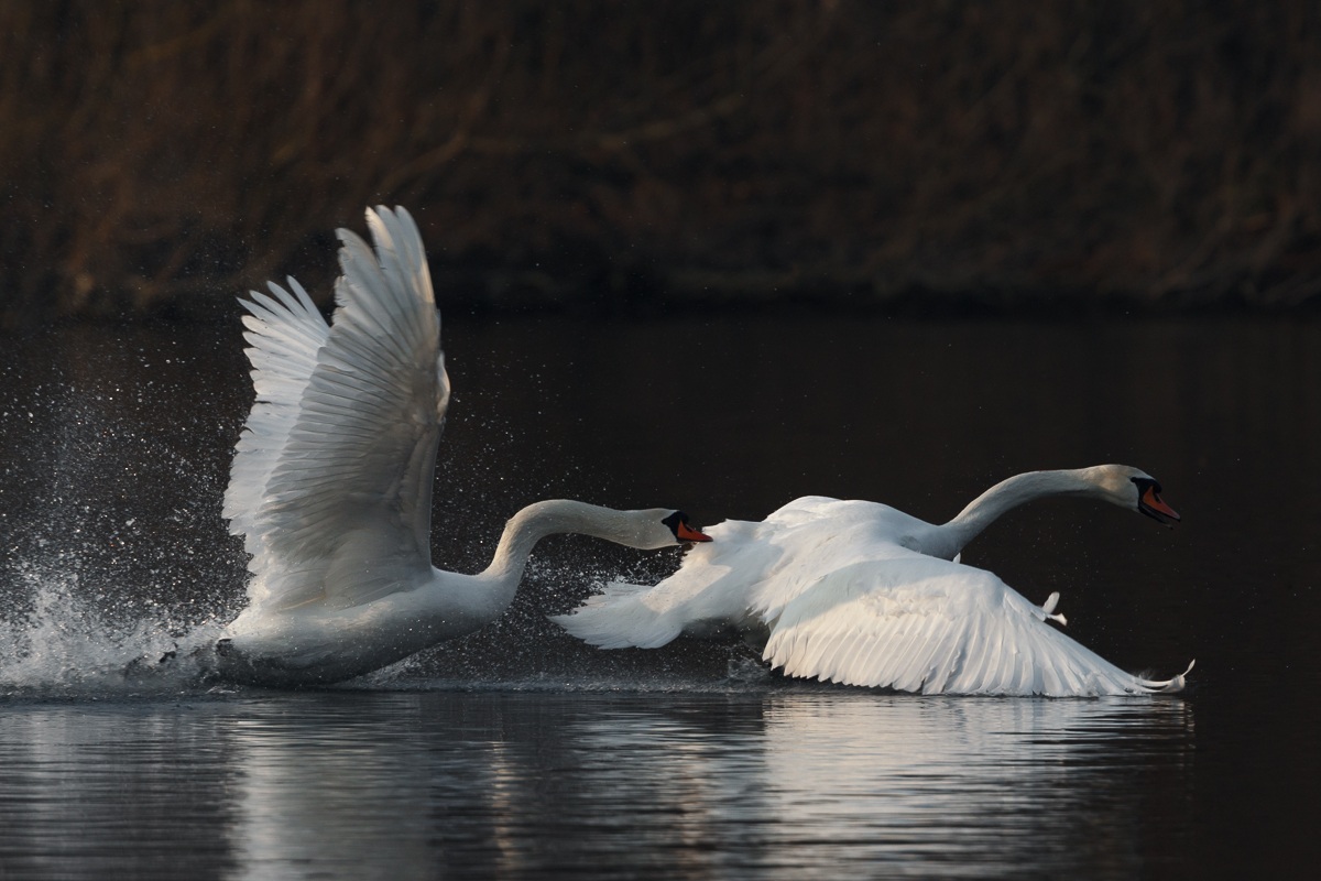 Aggessività nel periodo degli amori...