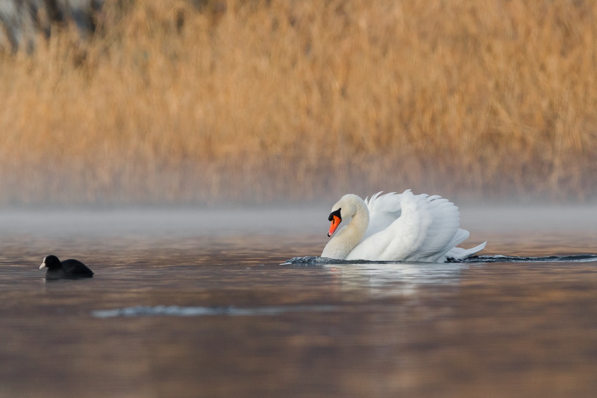 Cigno reale nella calma invernale...