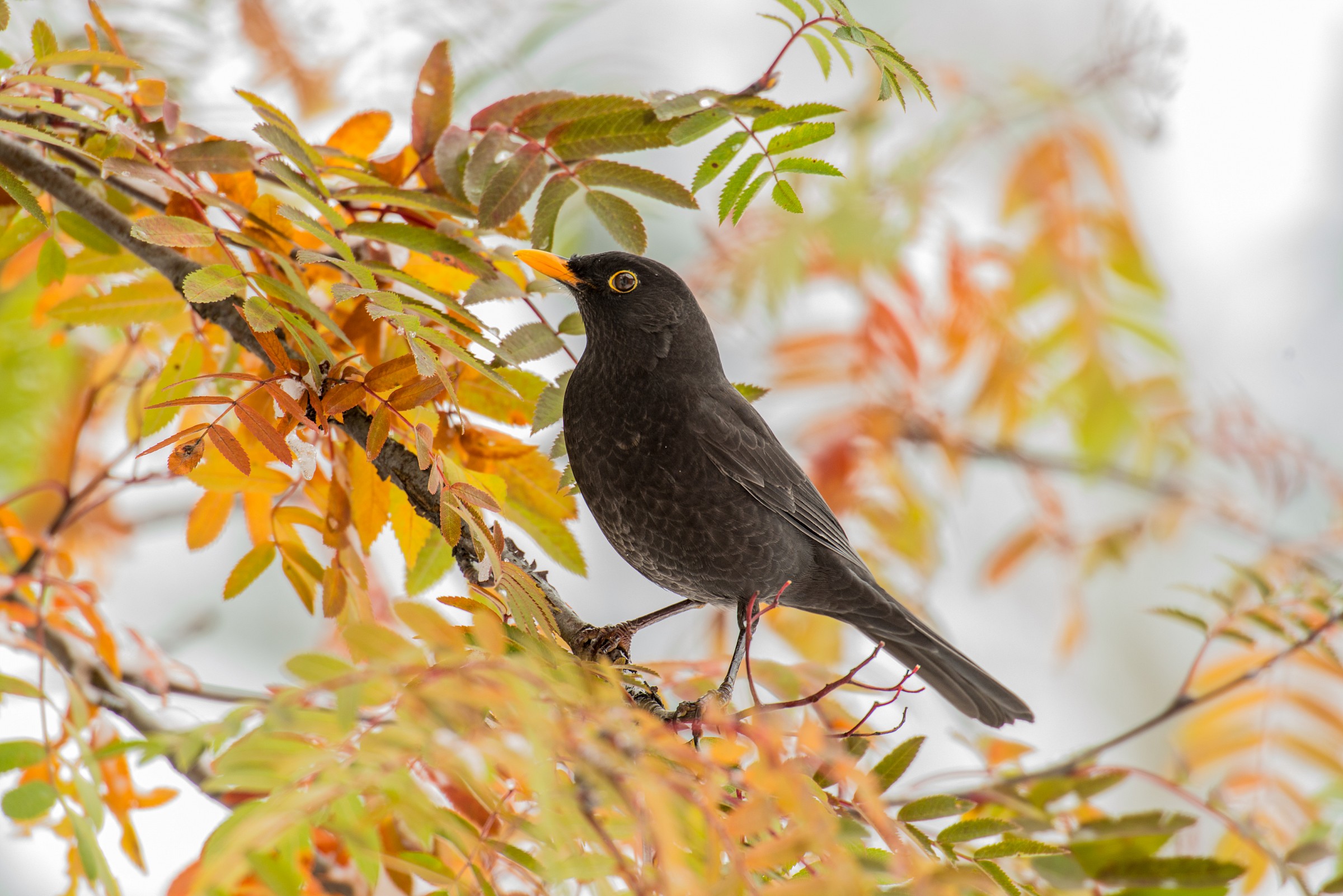 male blackbird