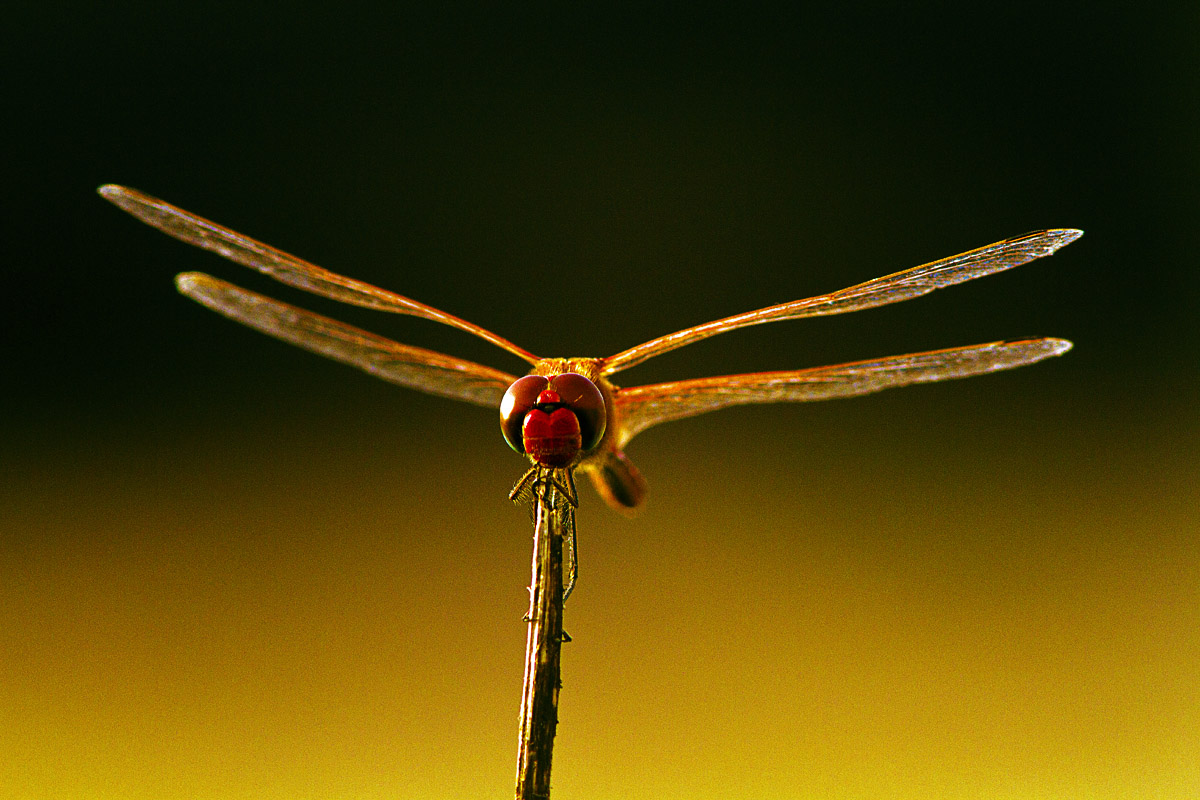 ..posare è nella mia natura..!