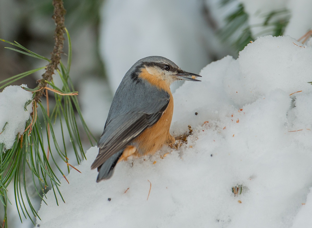 nuthatch