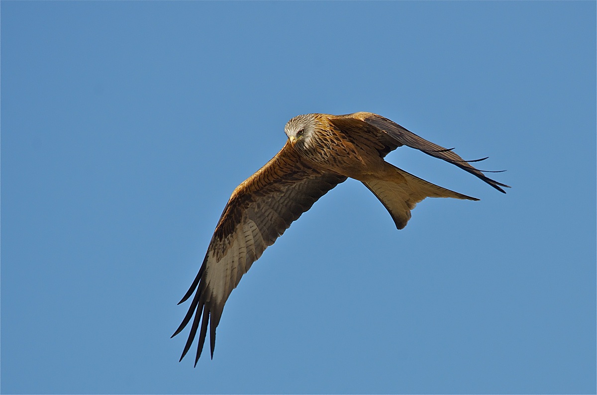 Autunno - la stagione del nibbio reale