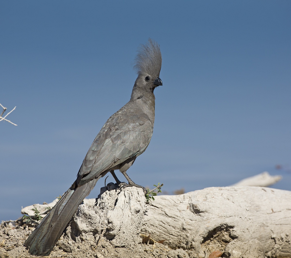 The tuft of Taouraco