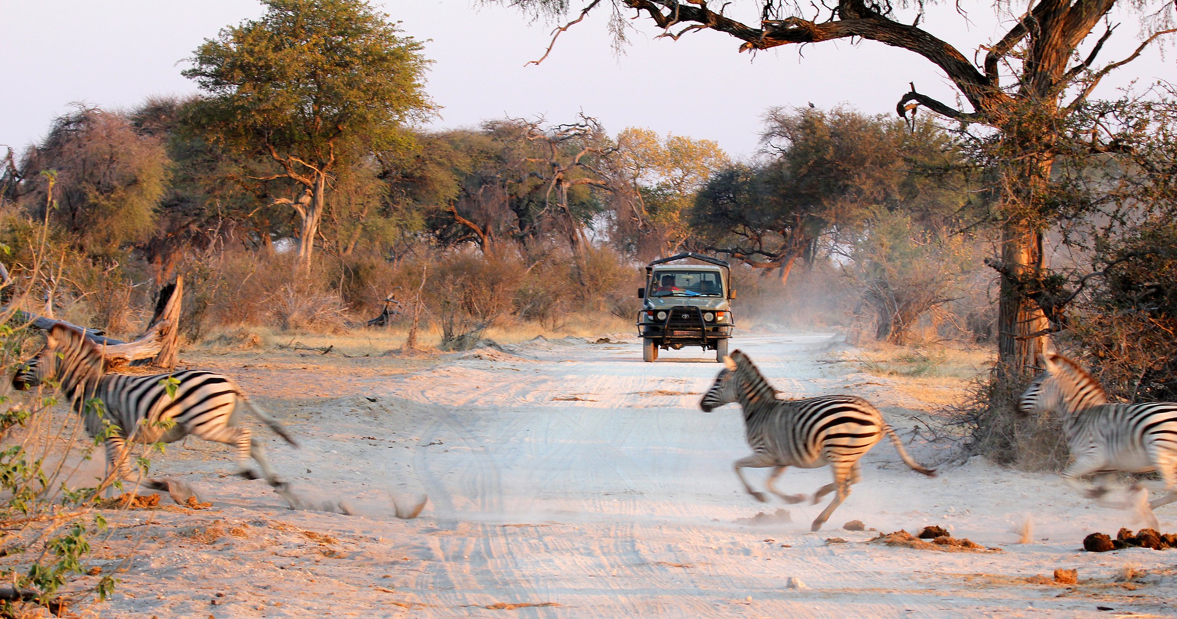 Zebra crossing