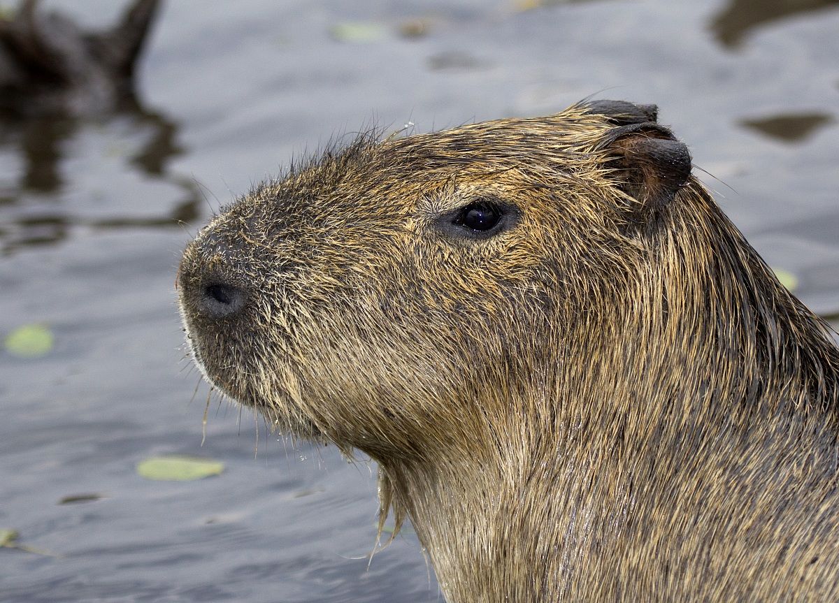 Capybara