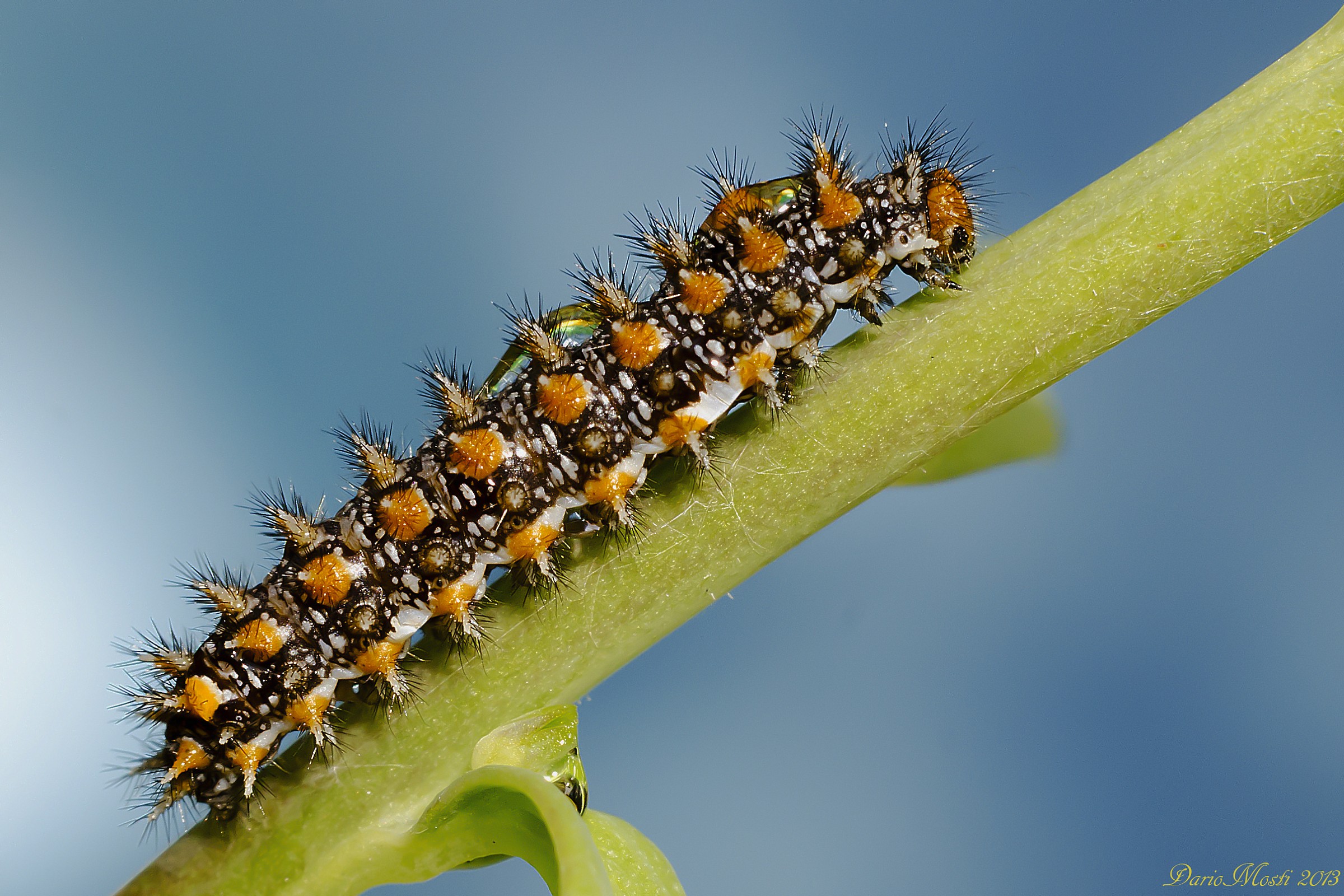 Caterpillar Melitaea didyma