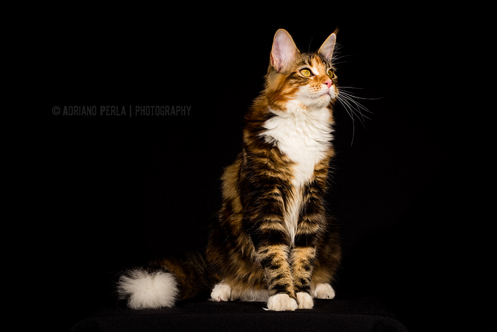 Kitten Maine Coon (Vanilla)