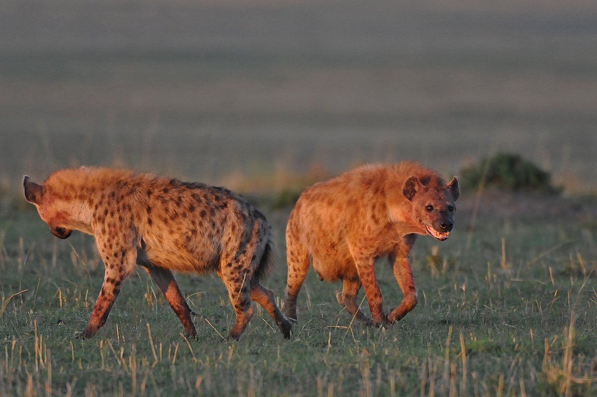 Spotted iena at sunrise