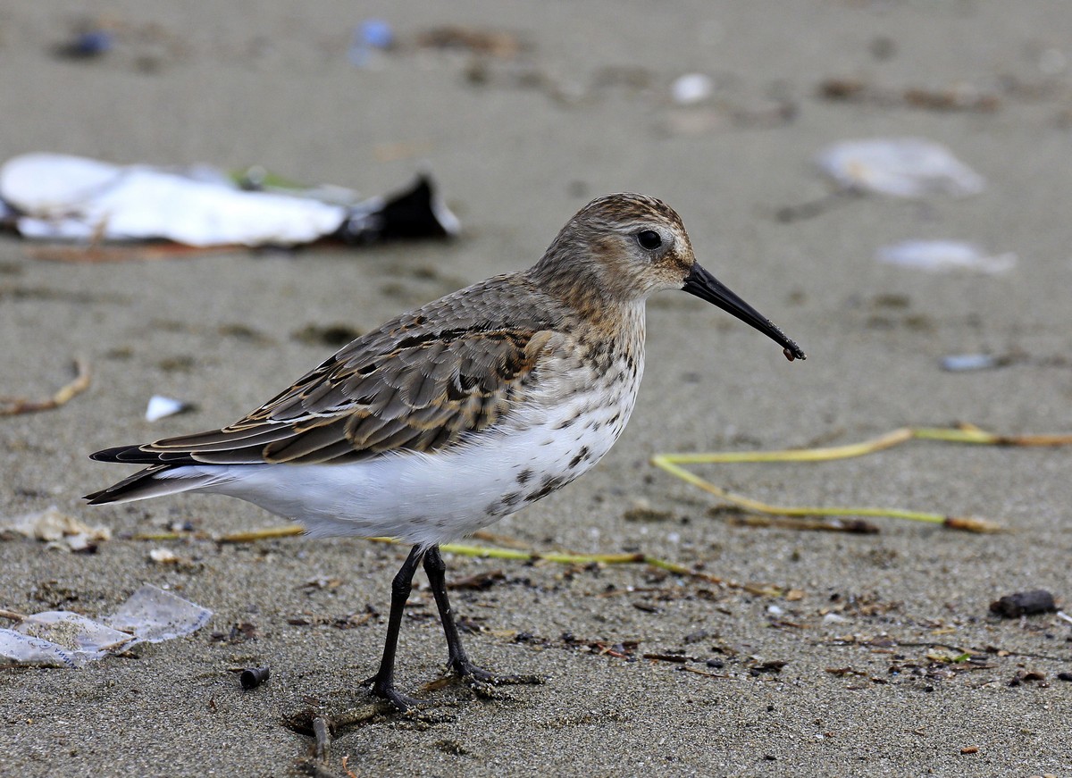 Sandpiper Chest (little) Black