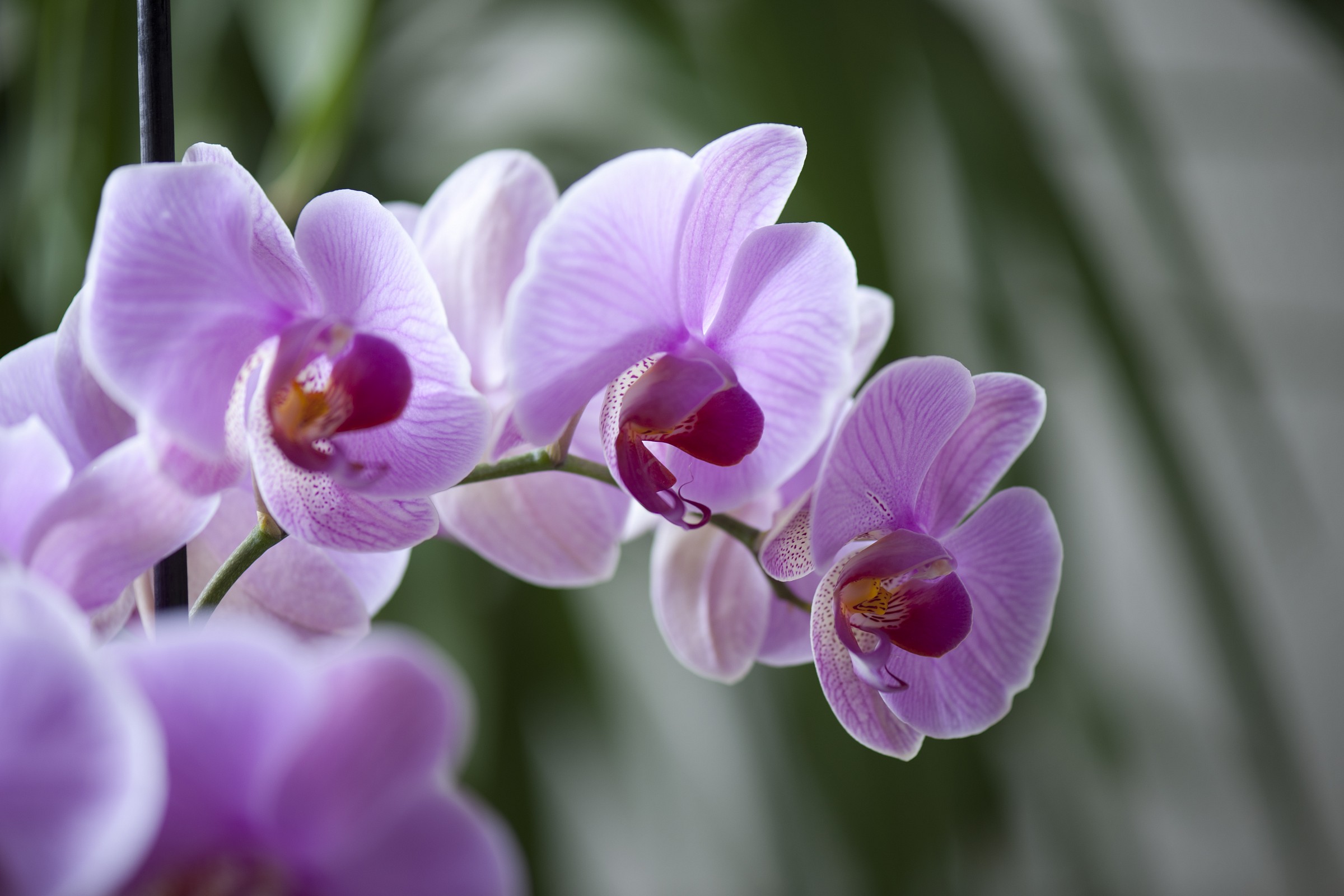 orchidee