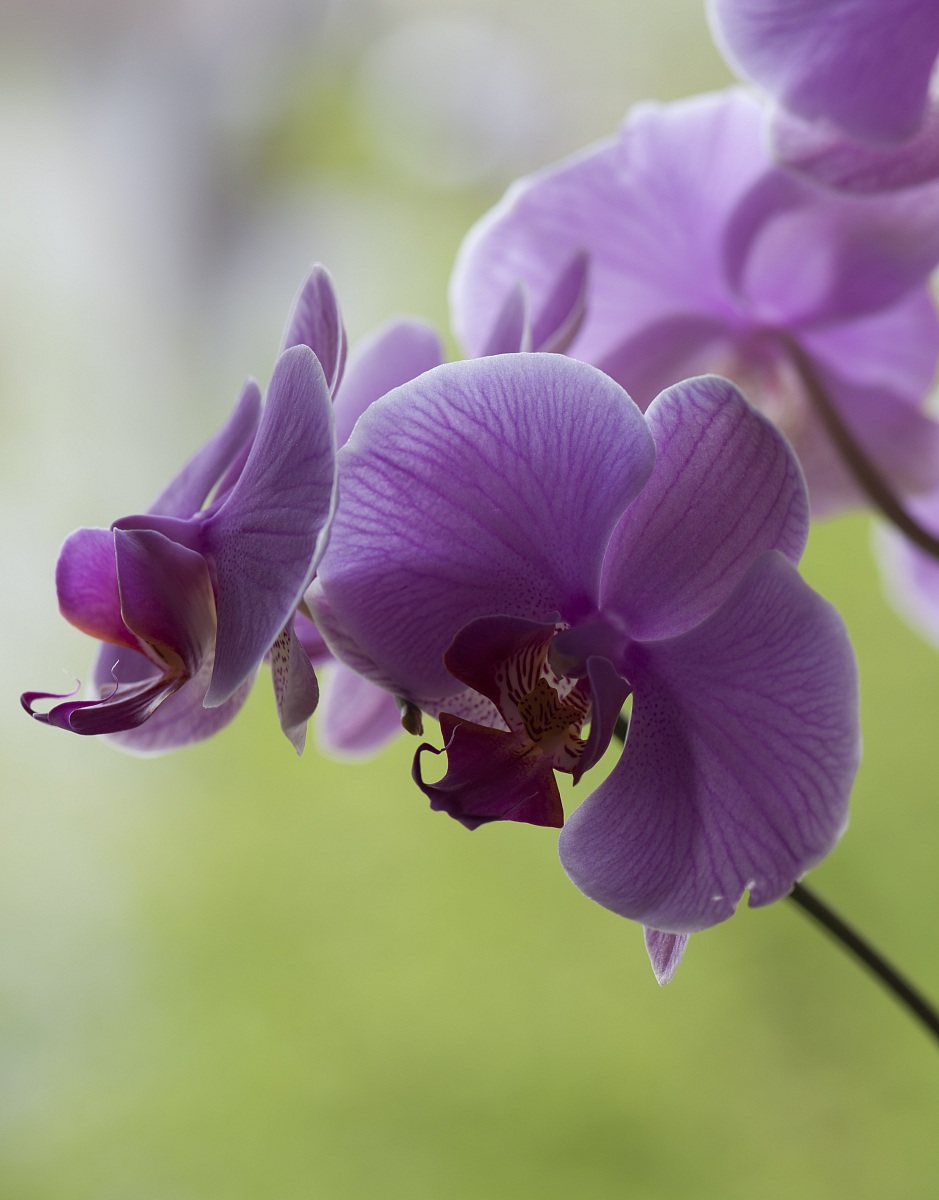 orchidea