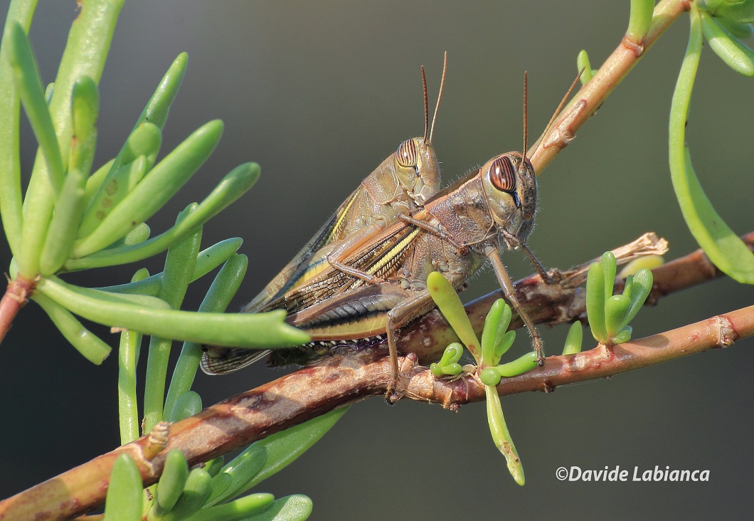 cavallette in intimità