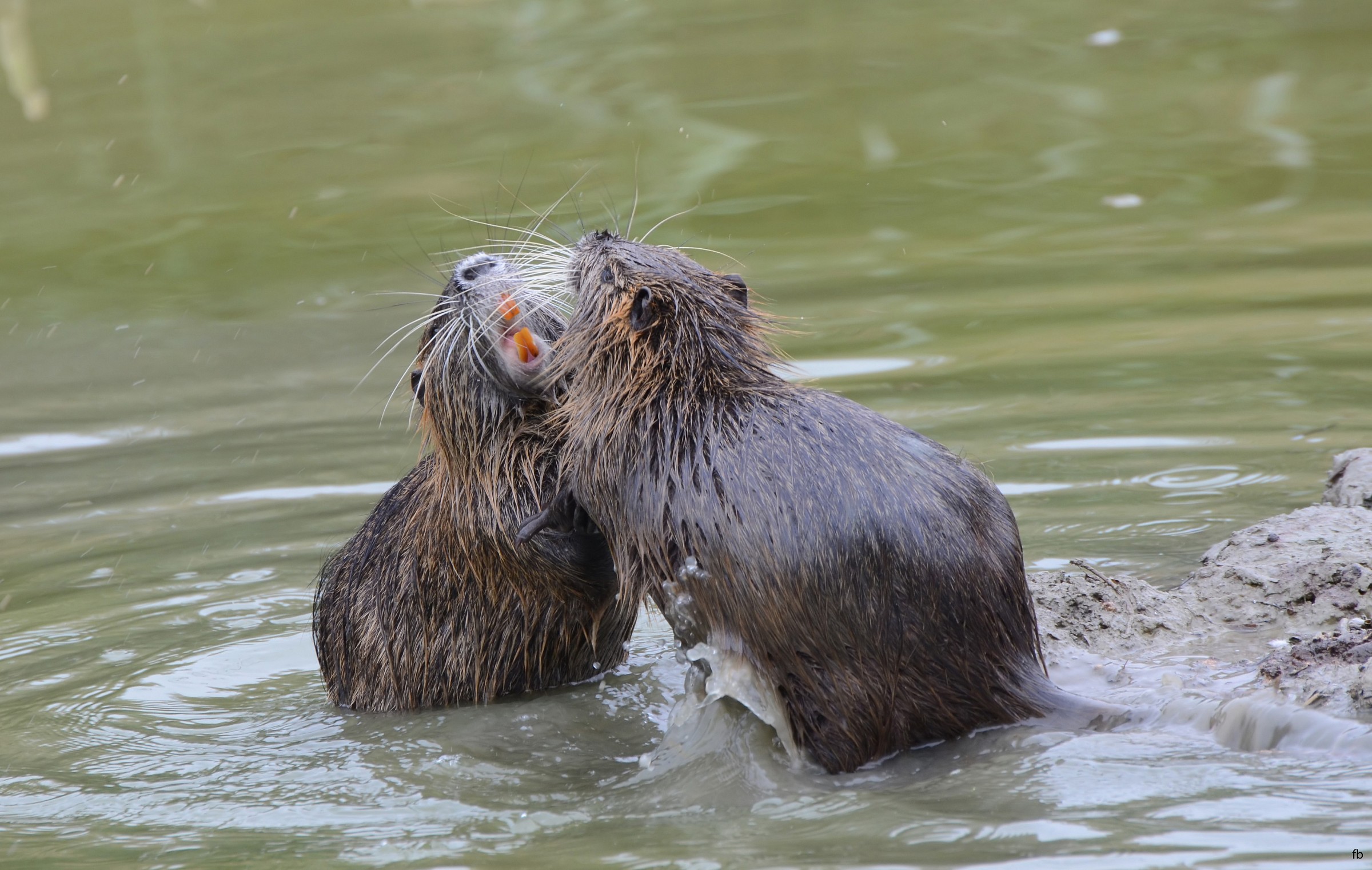 fra nutrie (ti racconto una barzelletta sporca...dai)