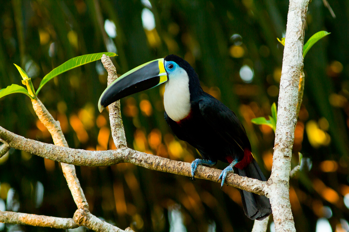 My first and only Tucano