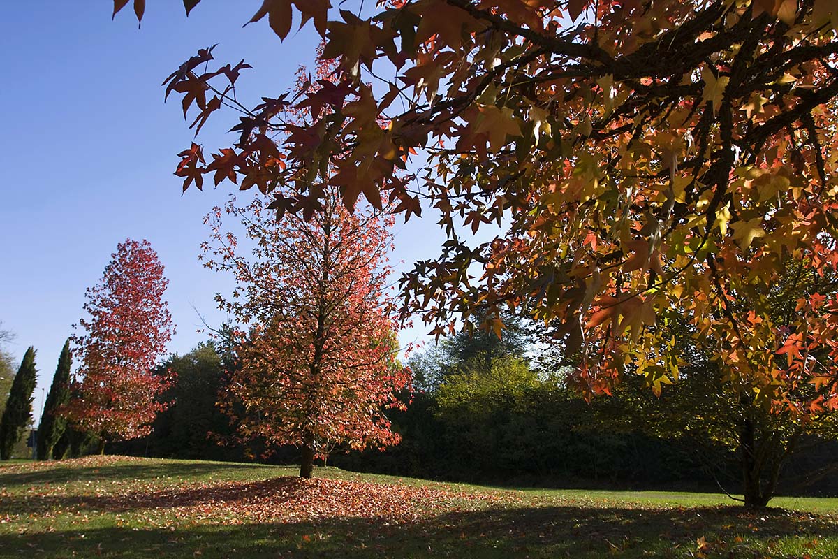 I colori dell'autunno n.2