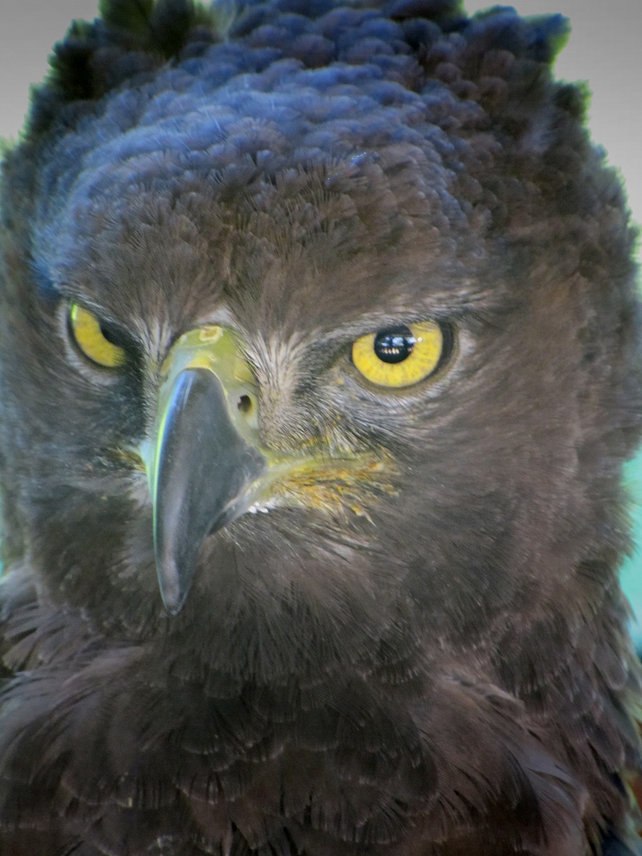 Aquila marziale, Sud Africa