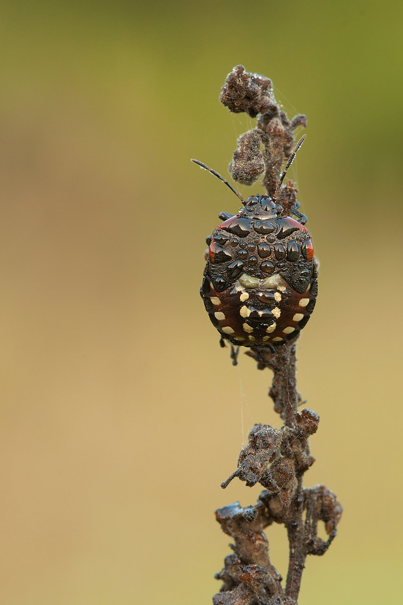 Nymph of Nezara viridula