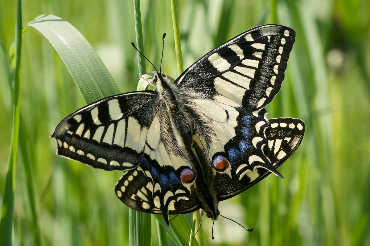 Papilio-machaon