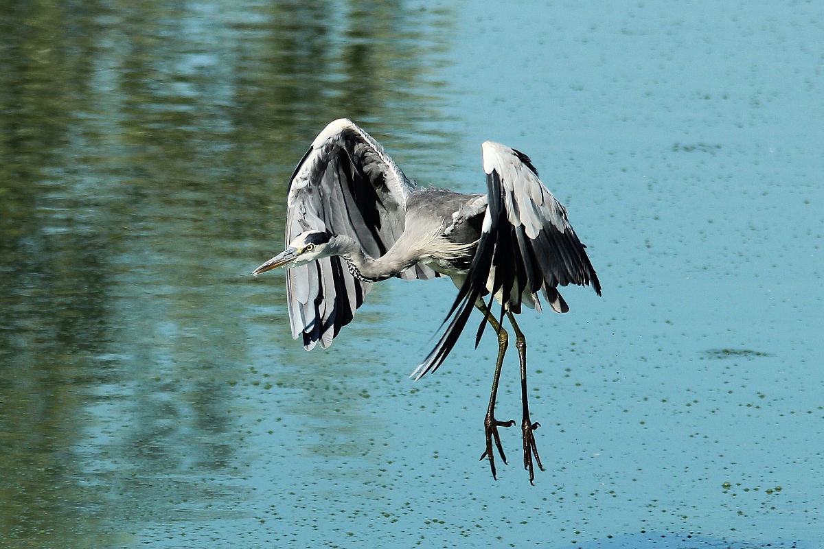 Airone Cenerino-giù il carello