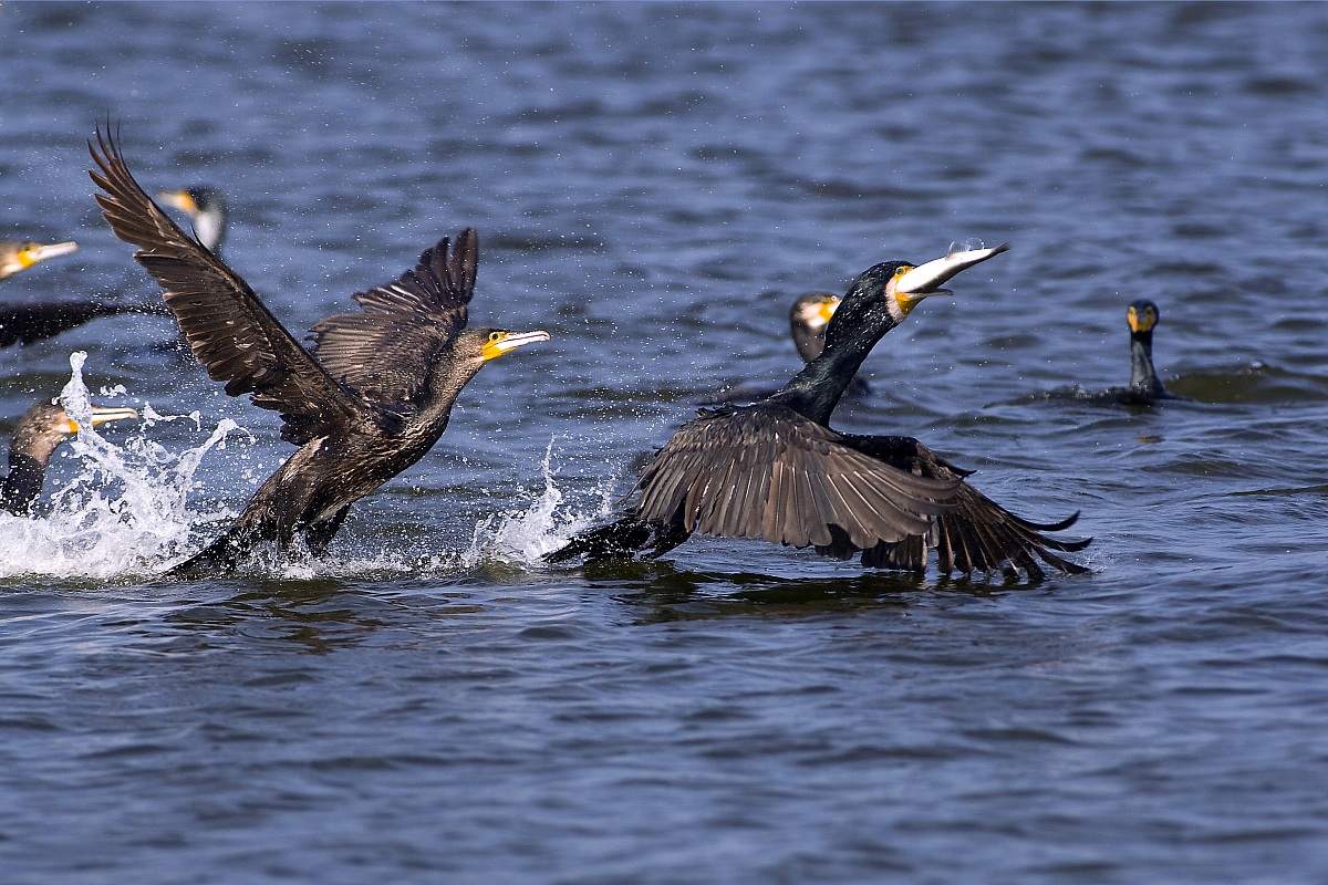 Cormorani, mobbing