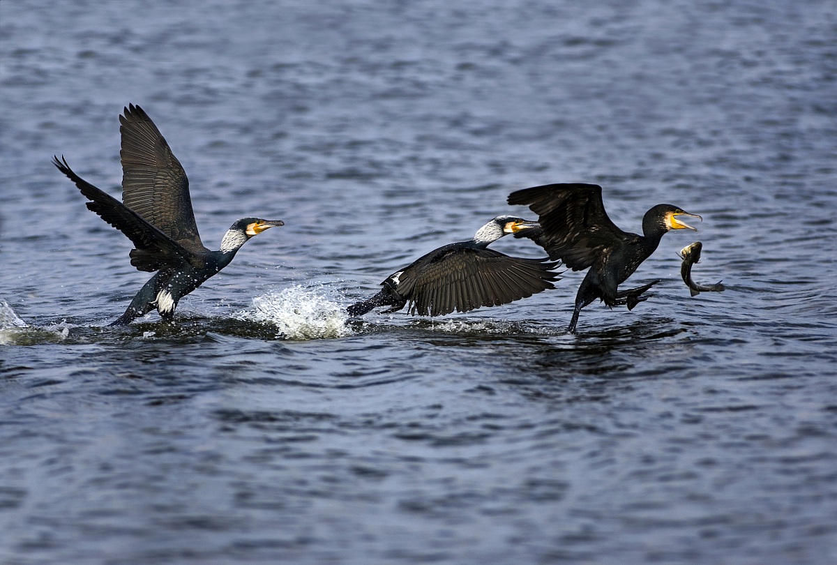 Cormorani, mobbing 2