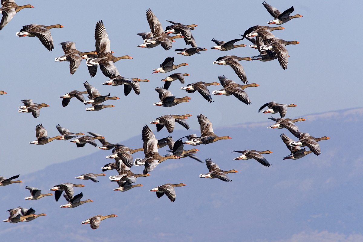 Oche selvatiche in volo