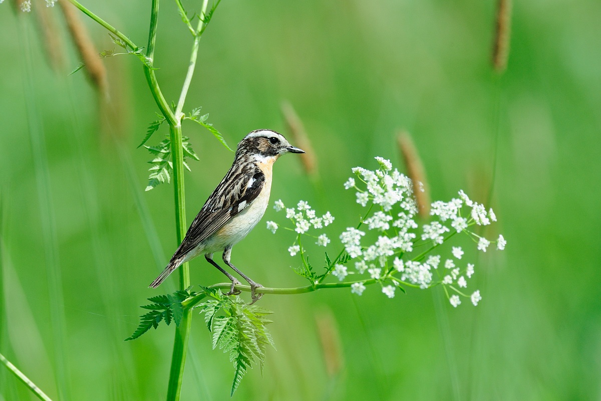 Whinchat