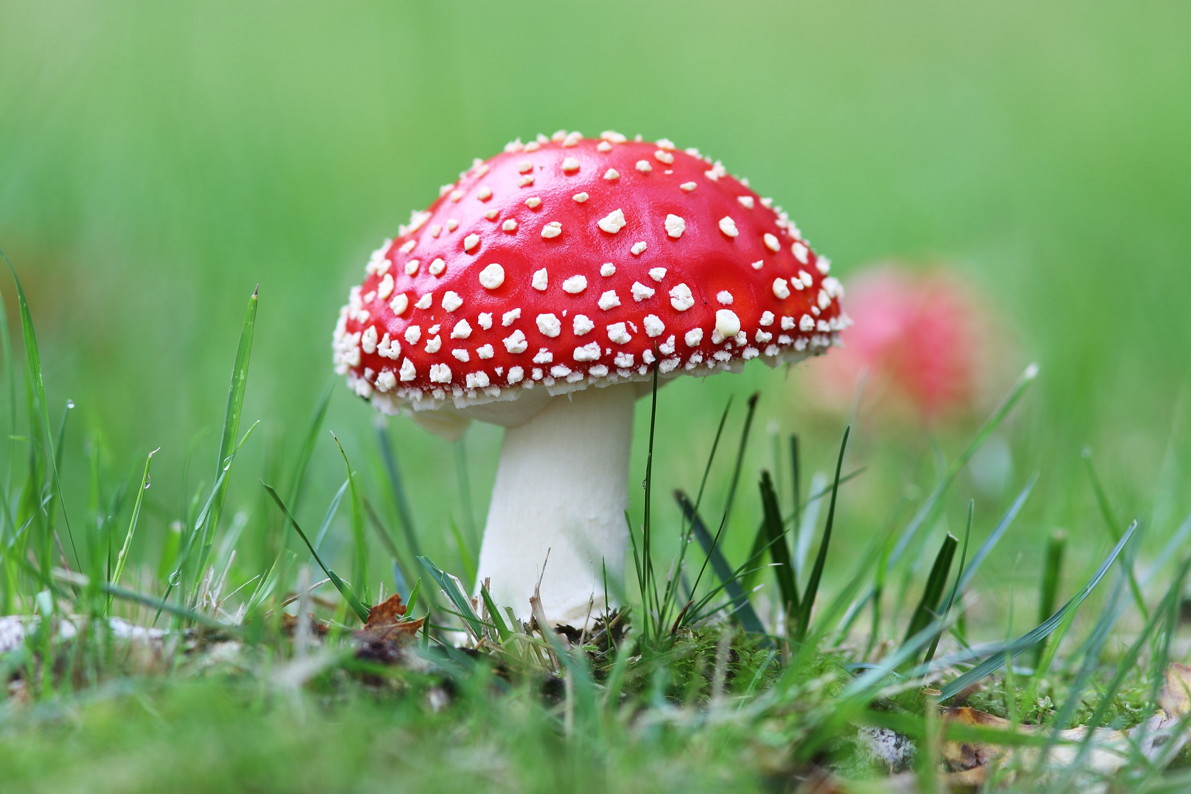 Amanita muscaria II