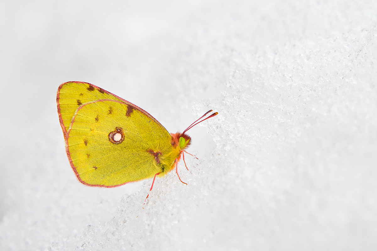 Colias crocea