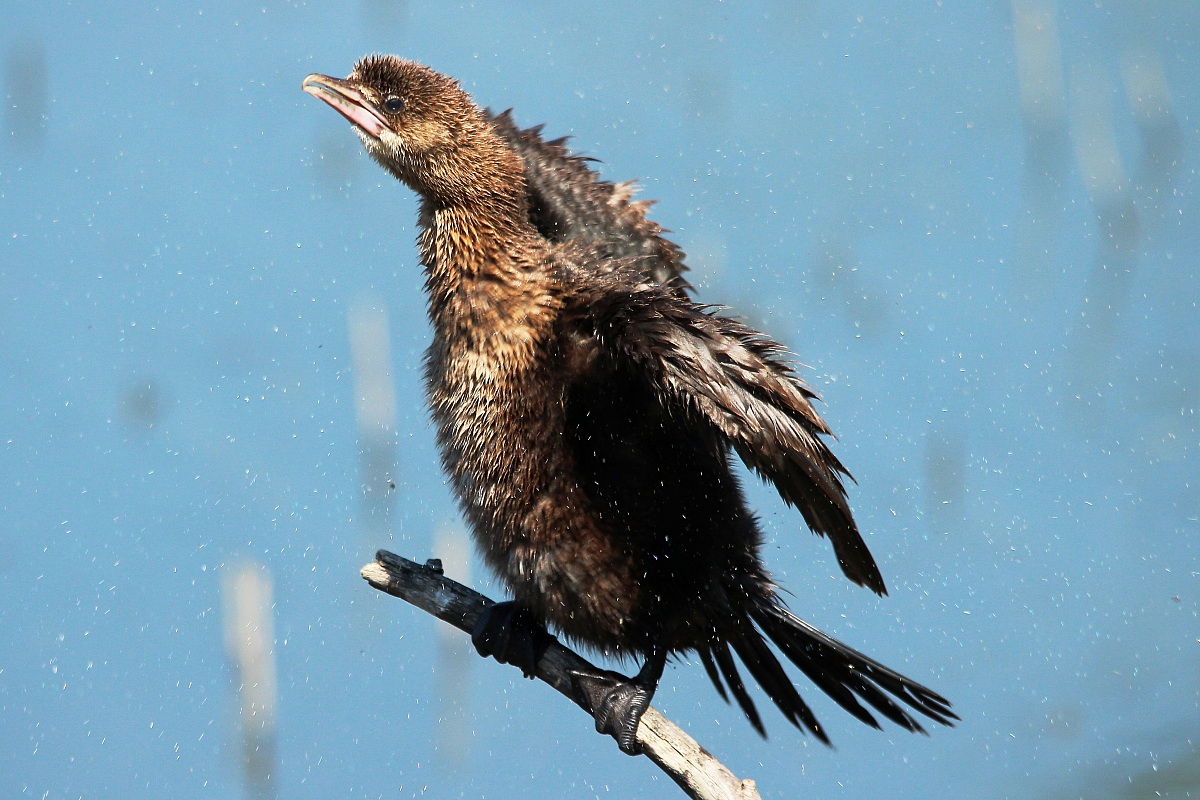 Marangone che si scrolla