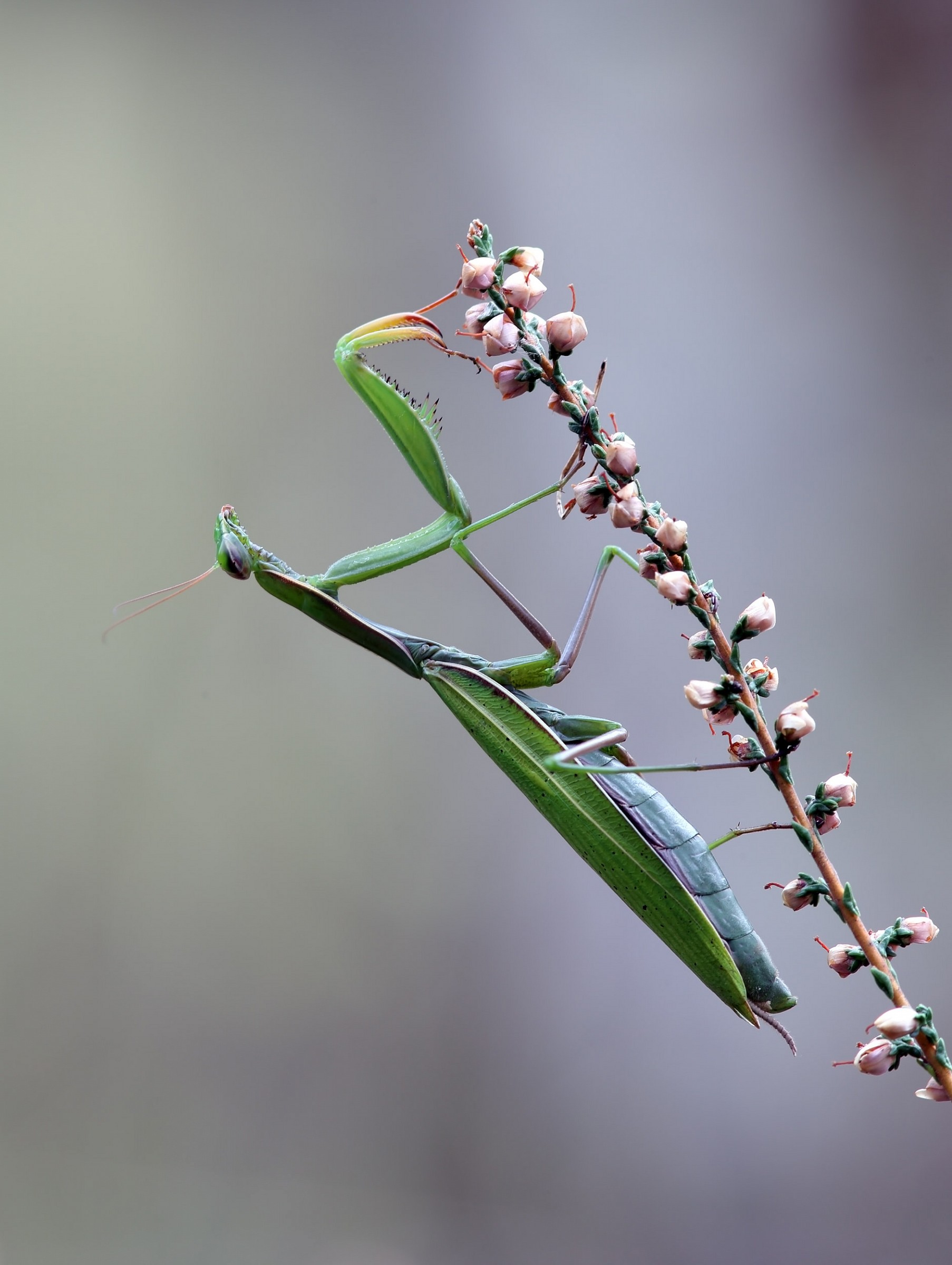 Praying mantis on flower buds of heather.