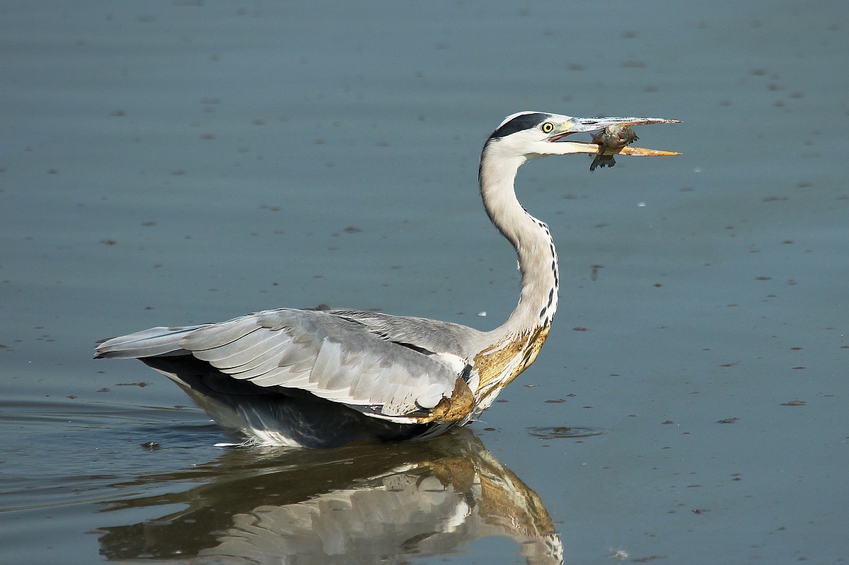 Airone Cenerino che pesca