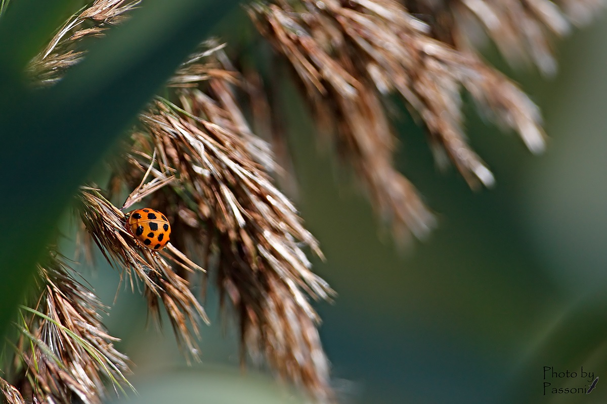 Ladybug!