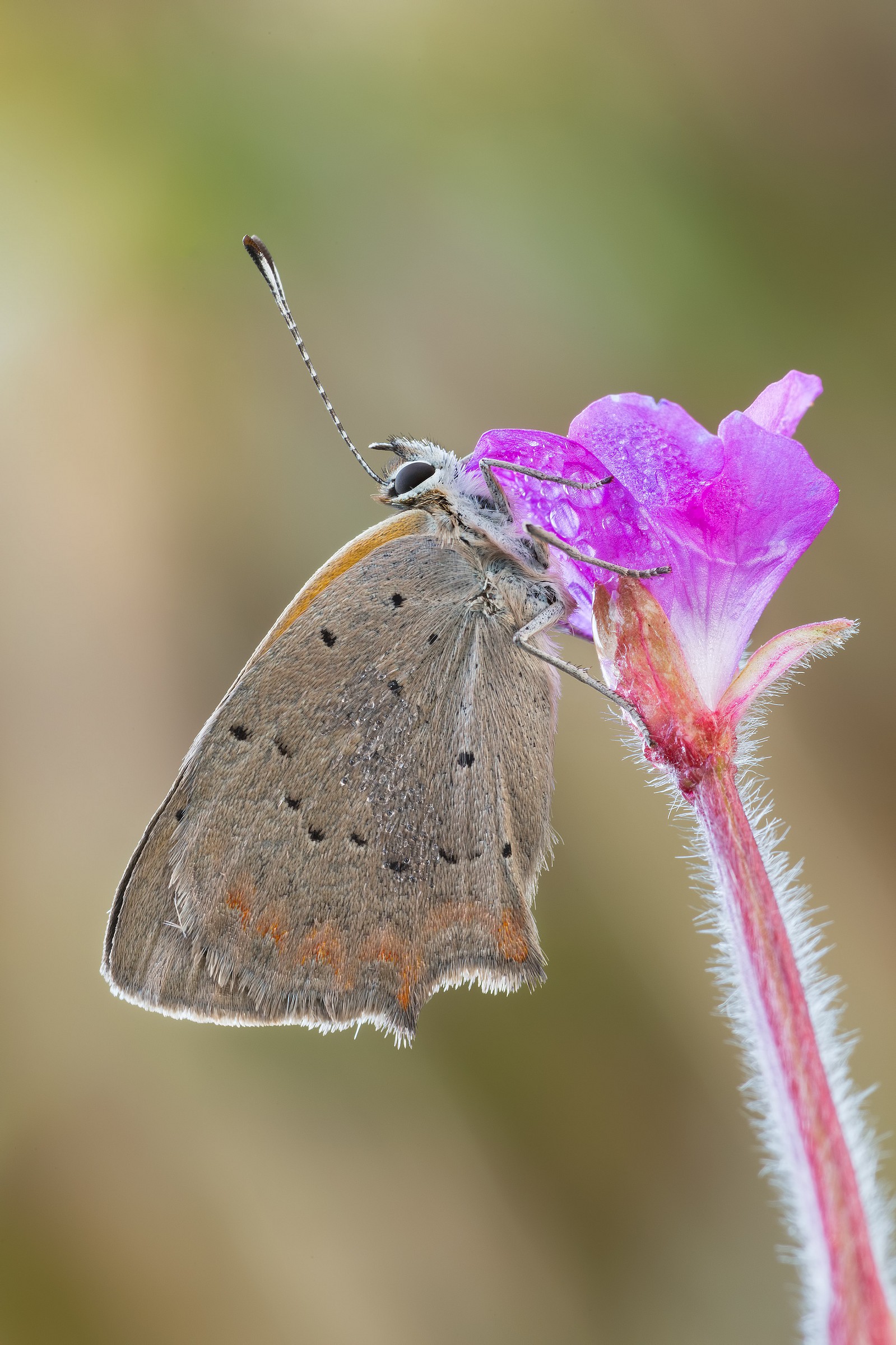 Lycaena phaleas